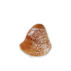 Sfogliatella napoletana riccia artigianale  Vassoi 6 pezzi